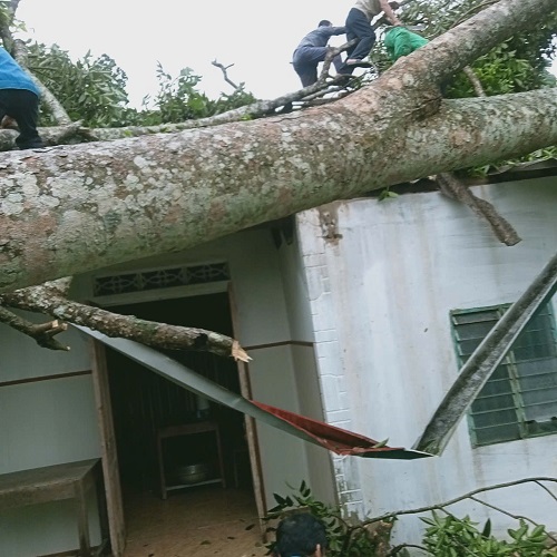 Cây lớn đổ trong cơn giông làm sập mái ngôi nhà