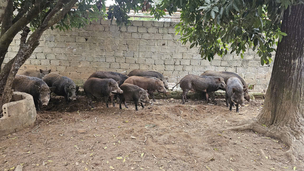 lon rung trang trai 4