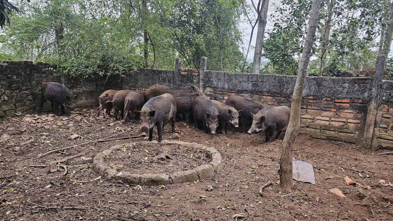 lon rung trang trai 5