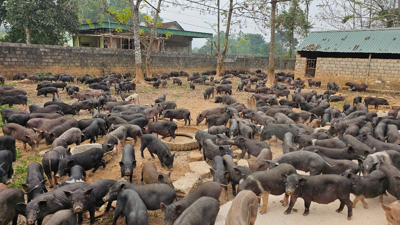 Ông chủ Công ty Phương Trinh Phát trở thành đầu mối cung cấp lợn đen giống cho người dân 'xóa đói giảm nghèo'