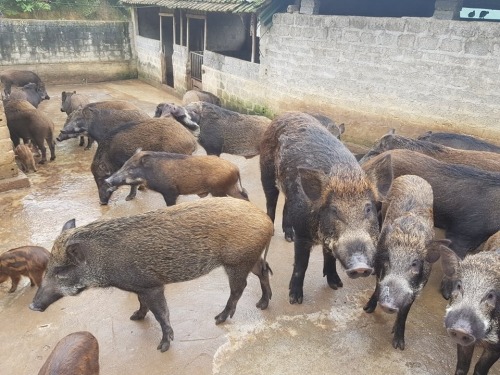 Ông chủ trại lợn rừng sạch Nghệ An chỉ cách chọn thịt lợn rừng chuẩn cho bữa cơm ngày Tết