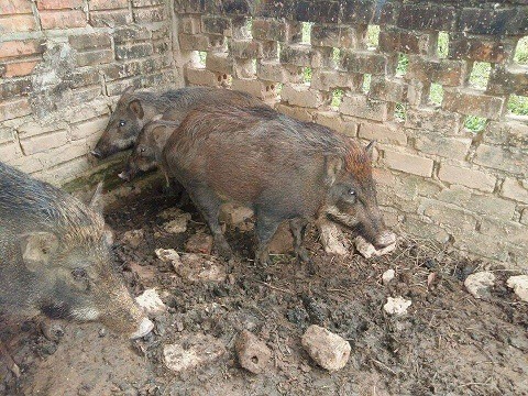 trai lon rung sach nghe an 2