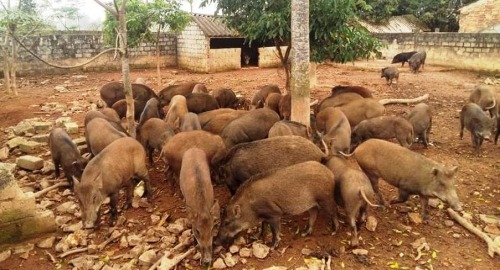 Trại lợn rừng Nghệ An: Địa chỉ cung cấp thịt tết ngon, sạch cho mọi nhà