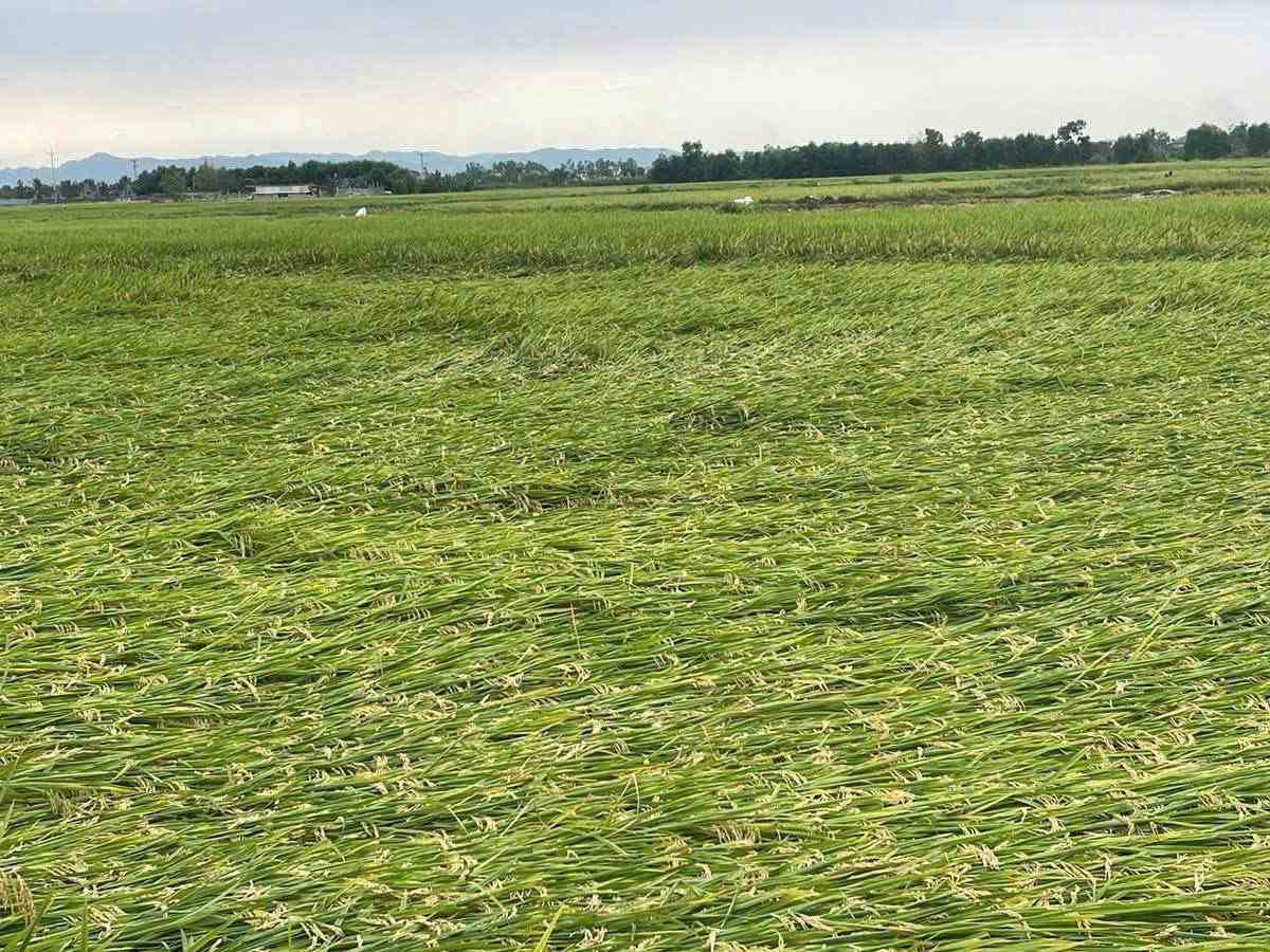 Nghệ An: Dông lốc làm gần 1.000 nhà hư hỏng, 8.000 ha lúa bị ảnh hưởng