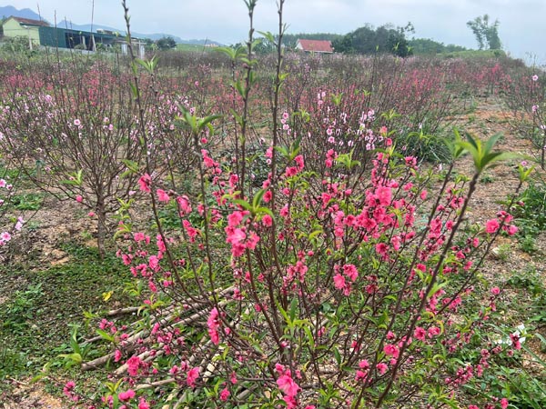 z7492872342356a8f324fca1b460deaecdcc0447aa6234