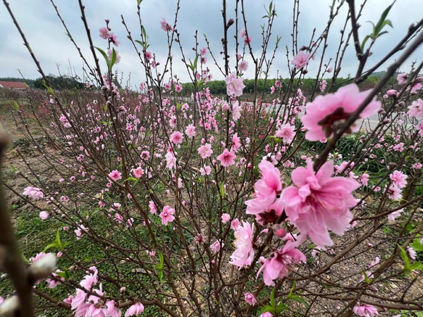 Vườn đào nở hoa sớm, người trồng lo cảnh 'mất Tết'