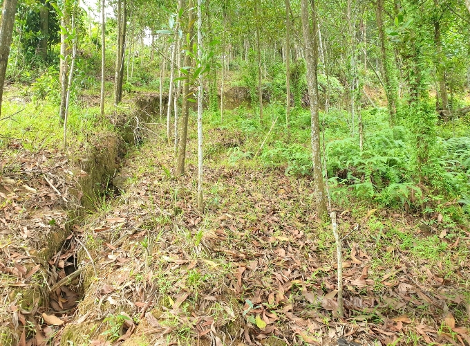 can canh khu vuc doi cay suong noi tinh quang