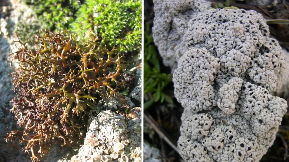 mun9eskaoxvckwqeapcwxk 970 80jp