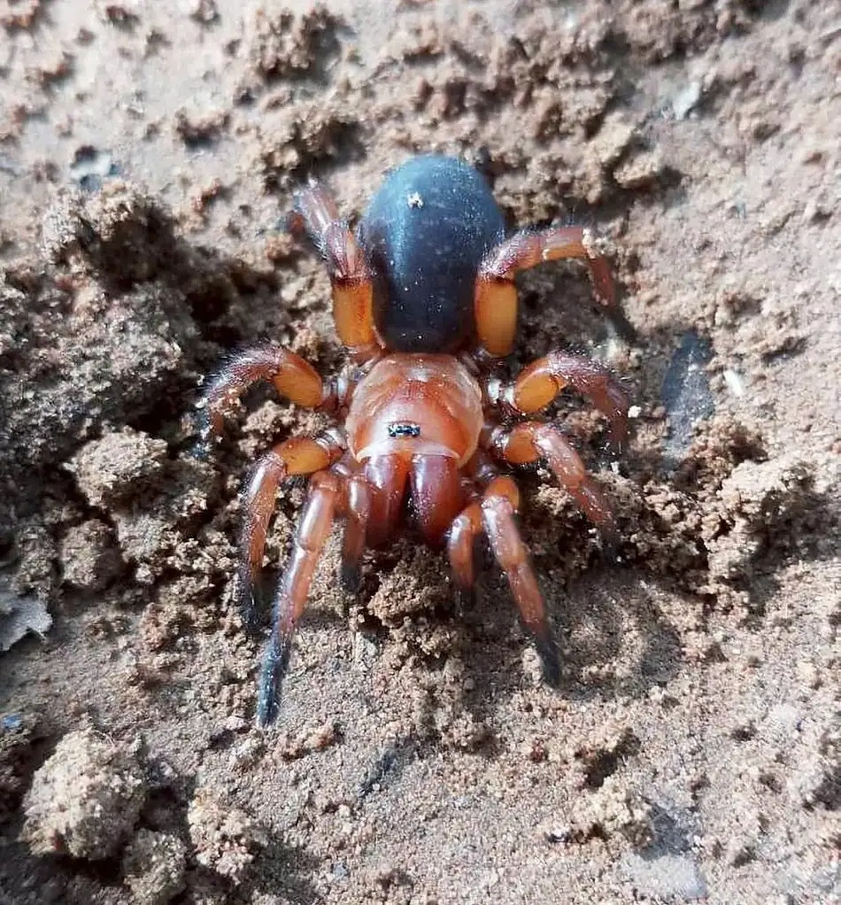 960x0 1 female 950x1024