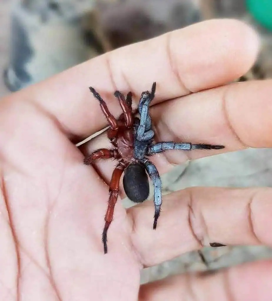 new3dorsal gynandromorph 1 925x