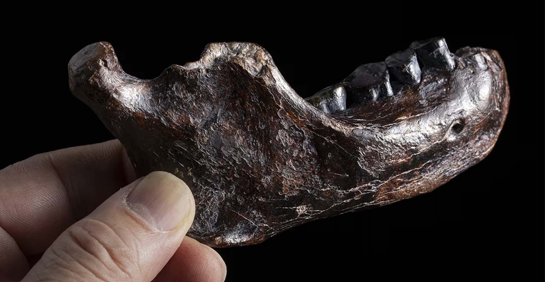 Bí ẩn 15 năm được giải mã chỉ sau một đêm? Cú đột phá từ cao răng giải mã bí ẩn 146.000 năm!