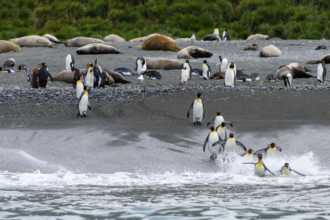 Tham vọng điên rồ đưa 69 chú chim cánh cụt đến Bắc Cực: Bi kịch diệt vong và bài học đắt giá về sự tôn trọng tự nhiên
