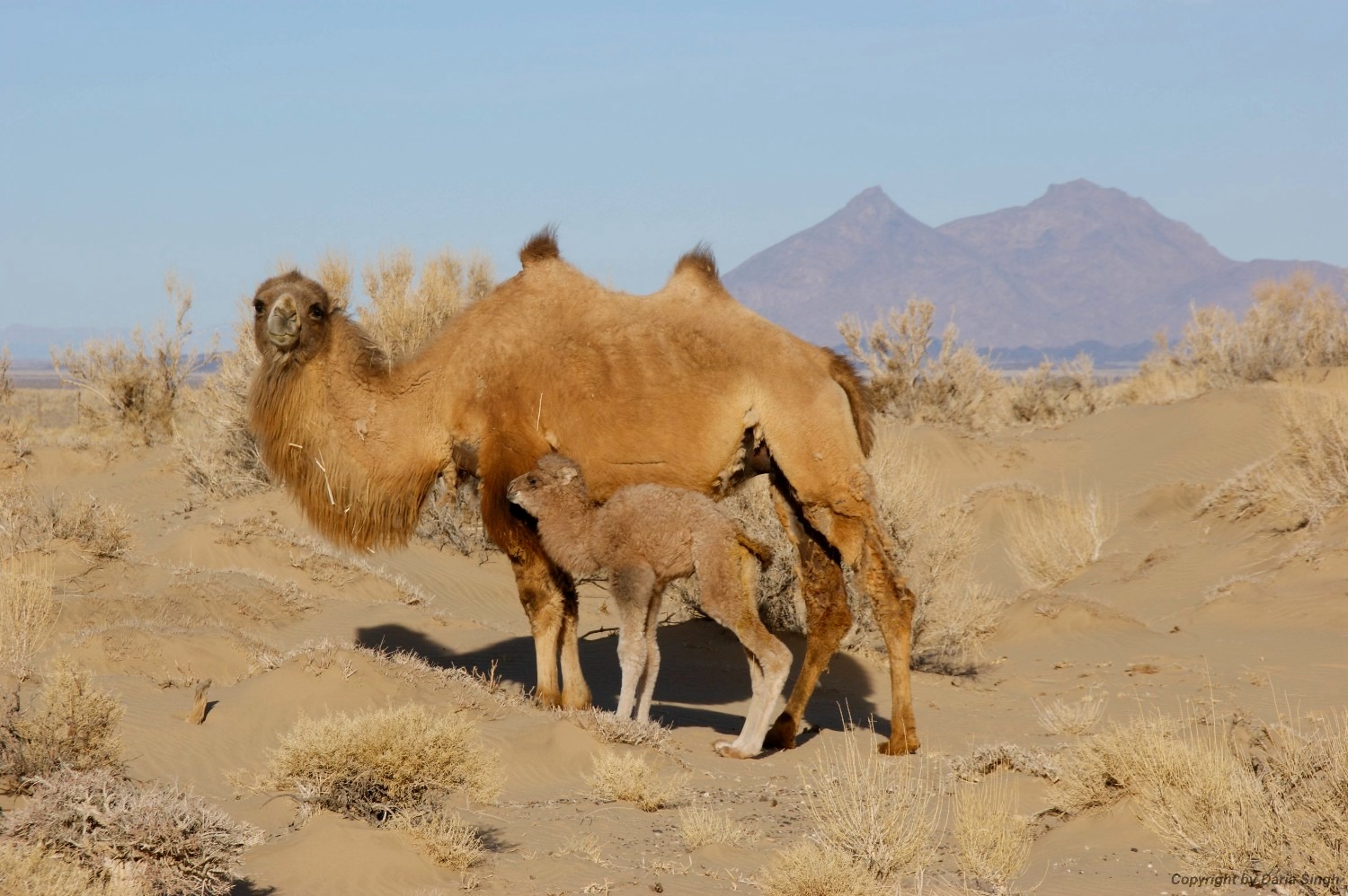 Lạc đà hoang dã đã tiến hóa để uống nước muối mặn hơn nước biển, thách thức mọi giới hạn sinh học