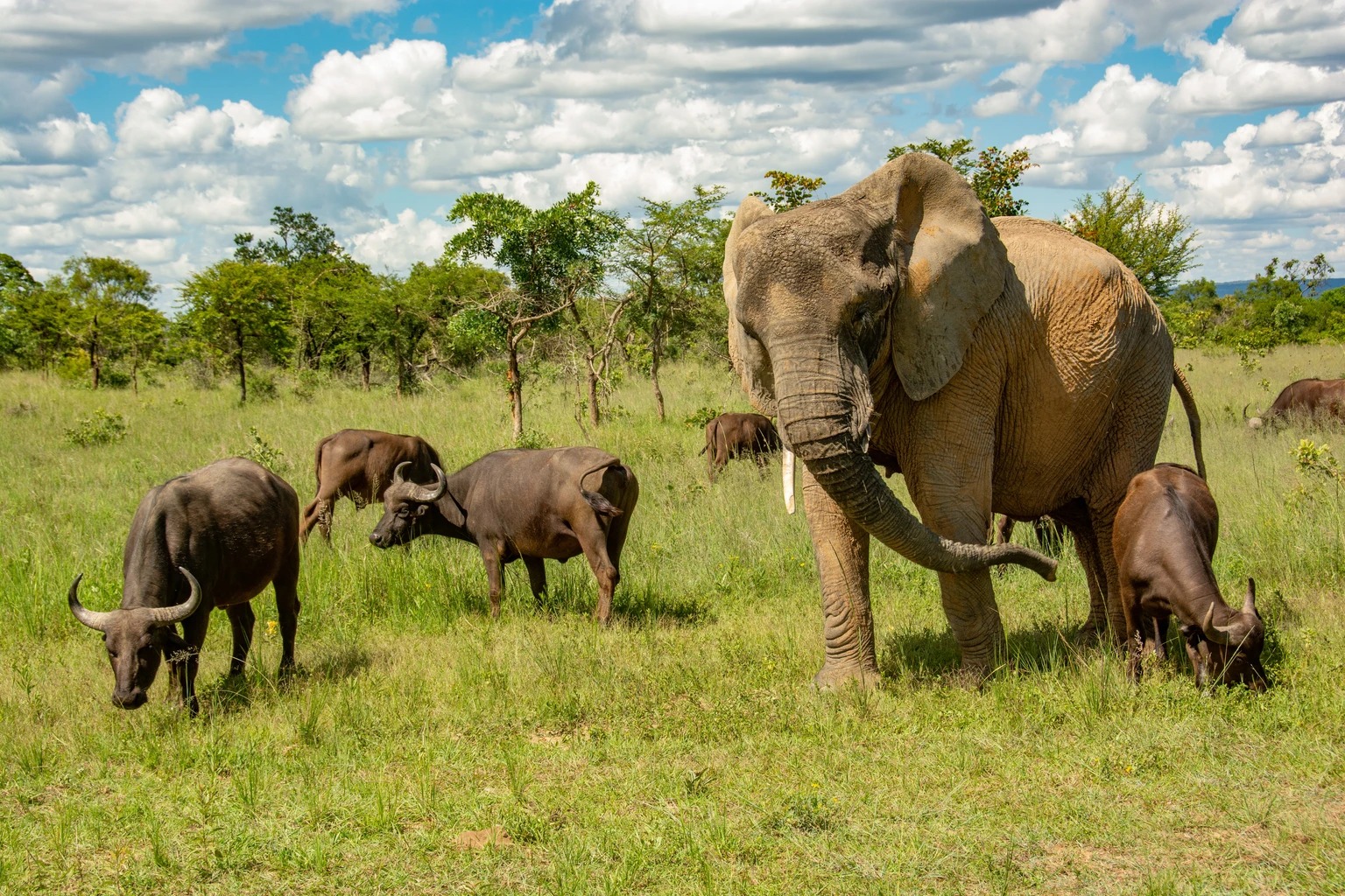 Con voi này tưởng mình là trâu, thậm chí trở thành thủ lĩnh đàn trâu và đã giết chết 14 con trâu đực đến thách đấu