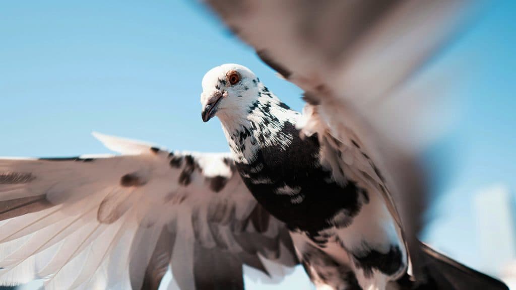 pigeons cause chaos delta flight 1024x576