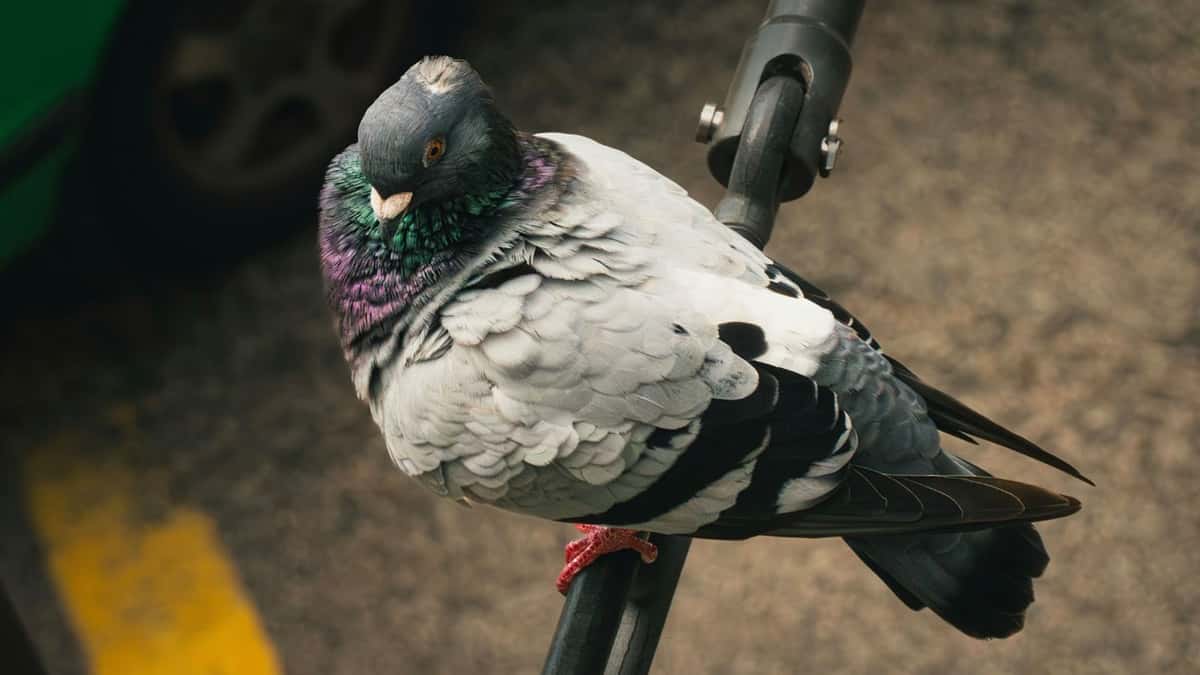 remote control spy bird