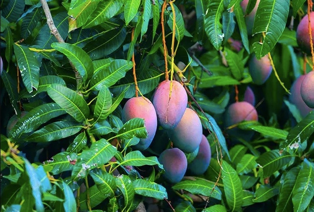 laxoai 1731073450811