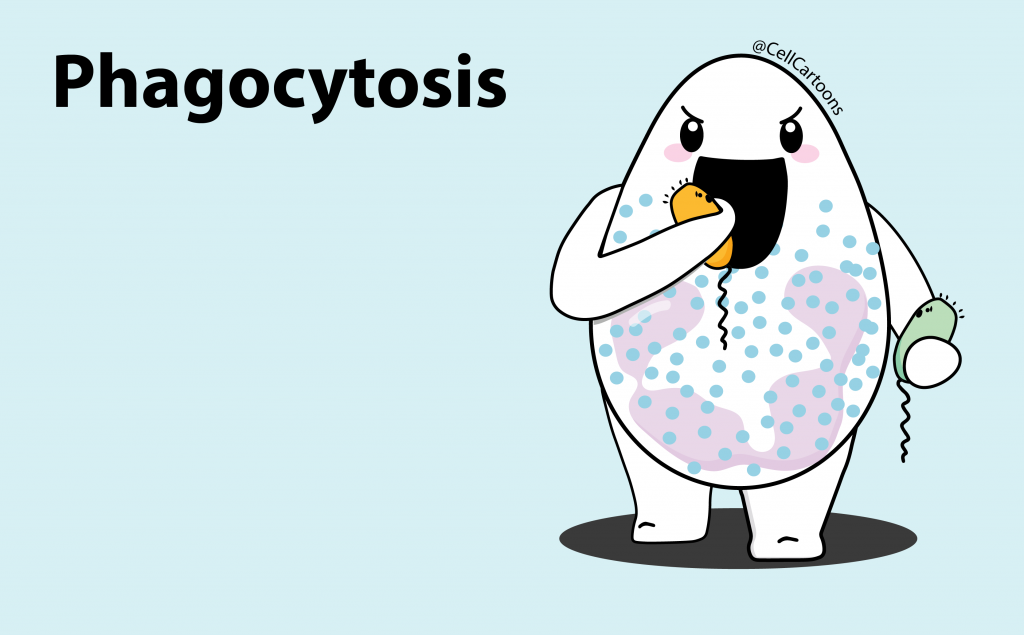 phagocytosis neutrophil post blog 10 e1648337383672 1024x635