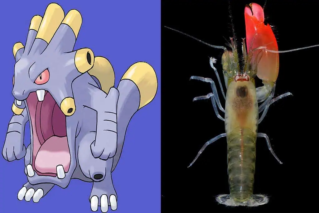 exploud and pistol shrimp 1024x6