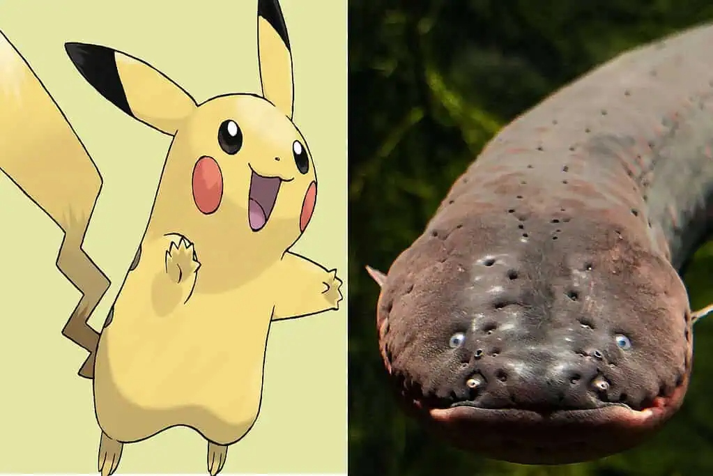 pikachu and electric eel pokemon