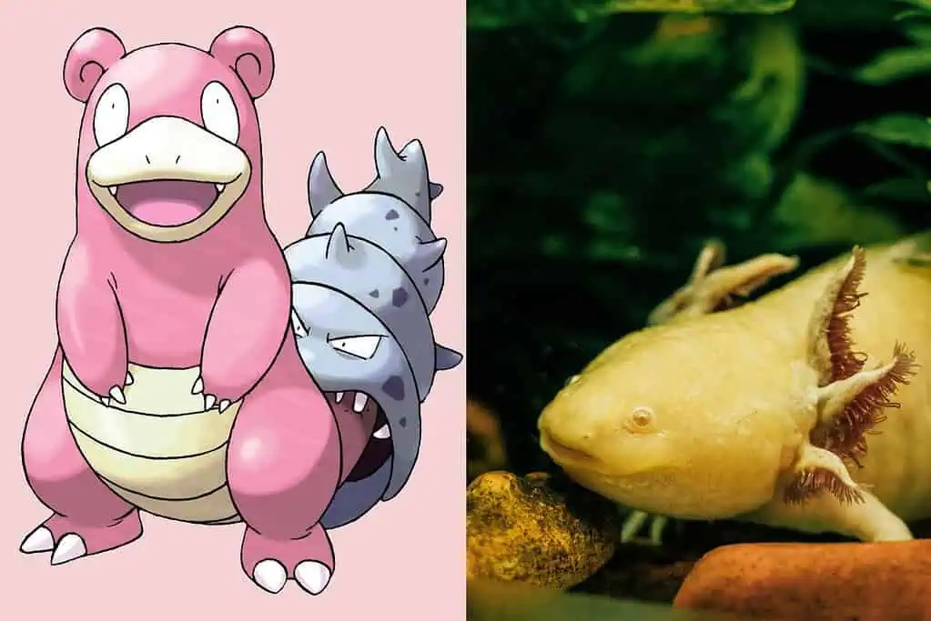 slowbro and axolotl 1024x683