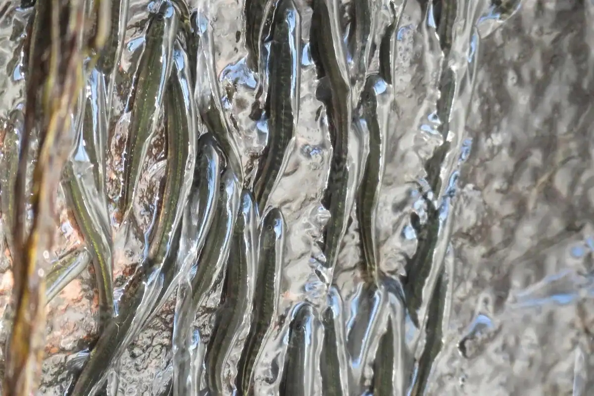 parakneria climbing luvilombo fa 1