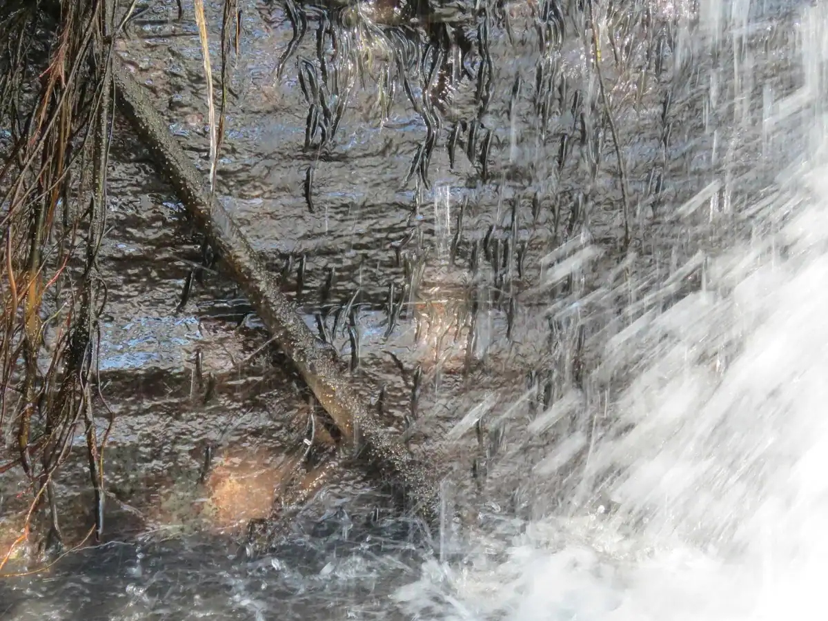 parakneria climbing luvilombo fa