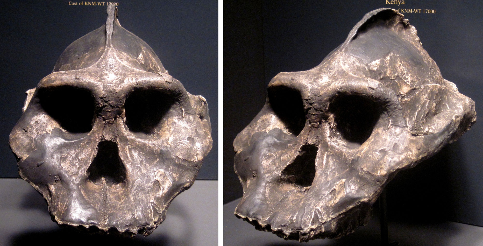 paranthropus aethiopics kenya ja