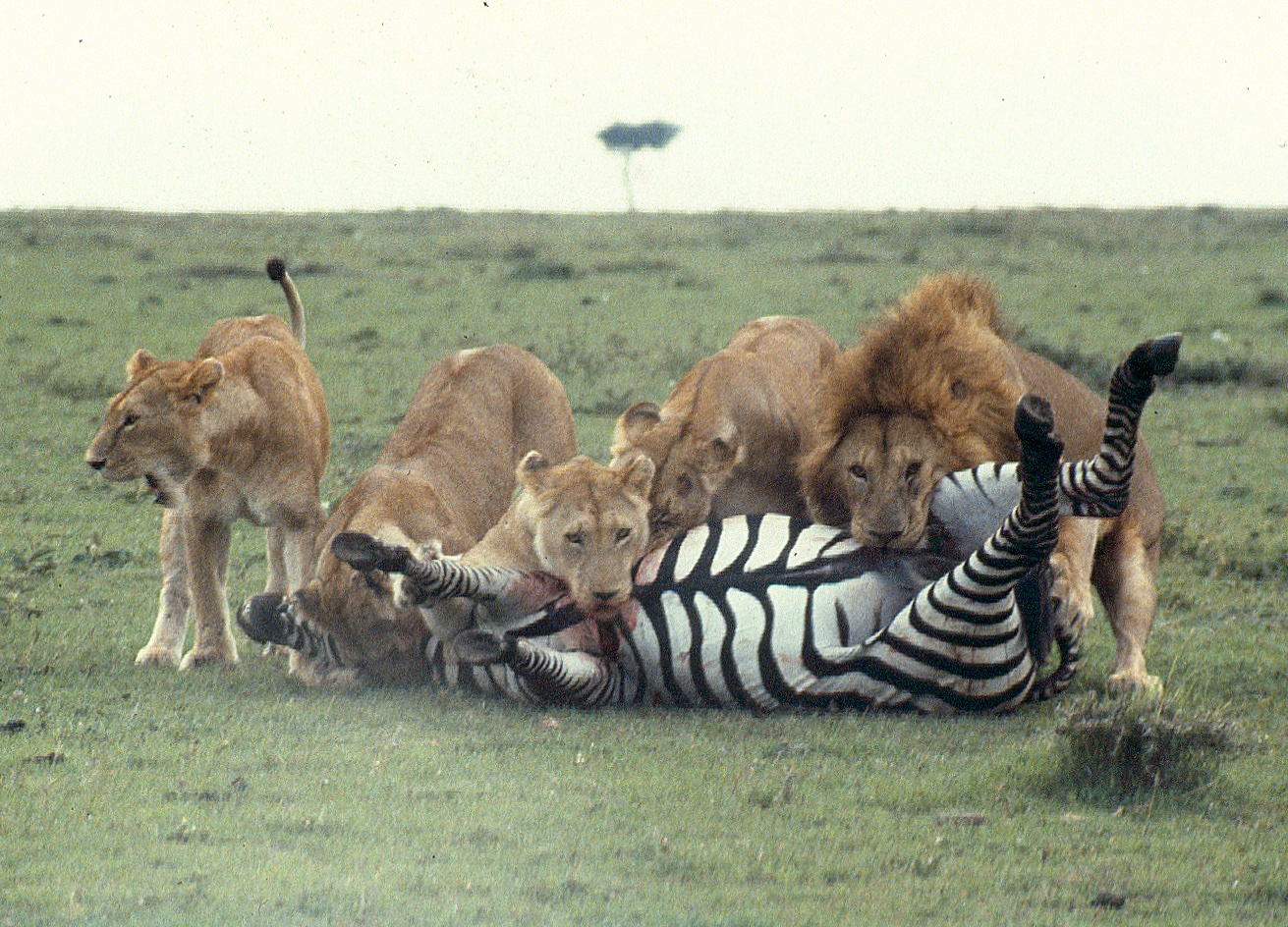 lions killing zebra m mara 3 7 47 00 am tif copy