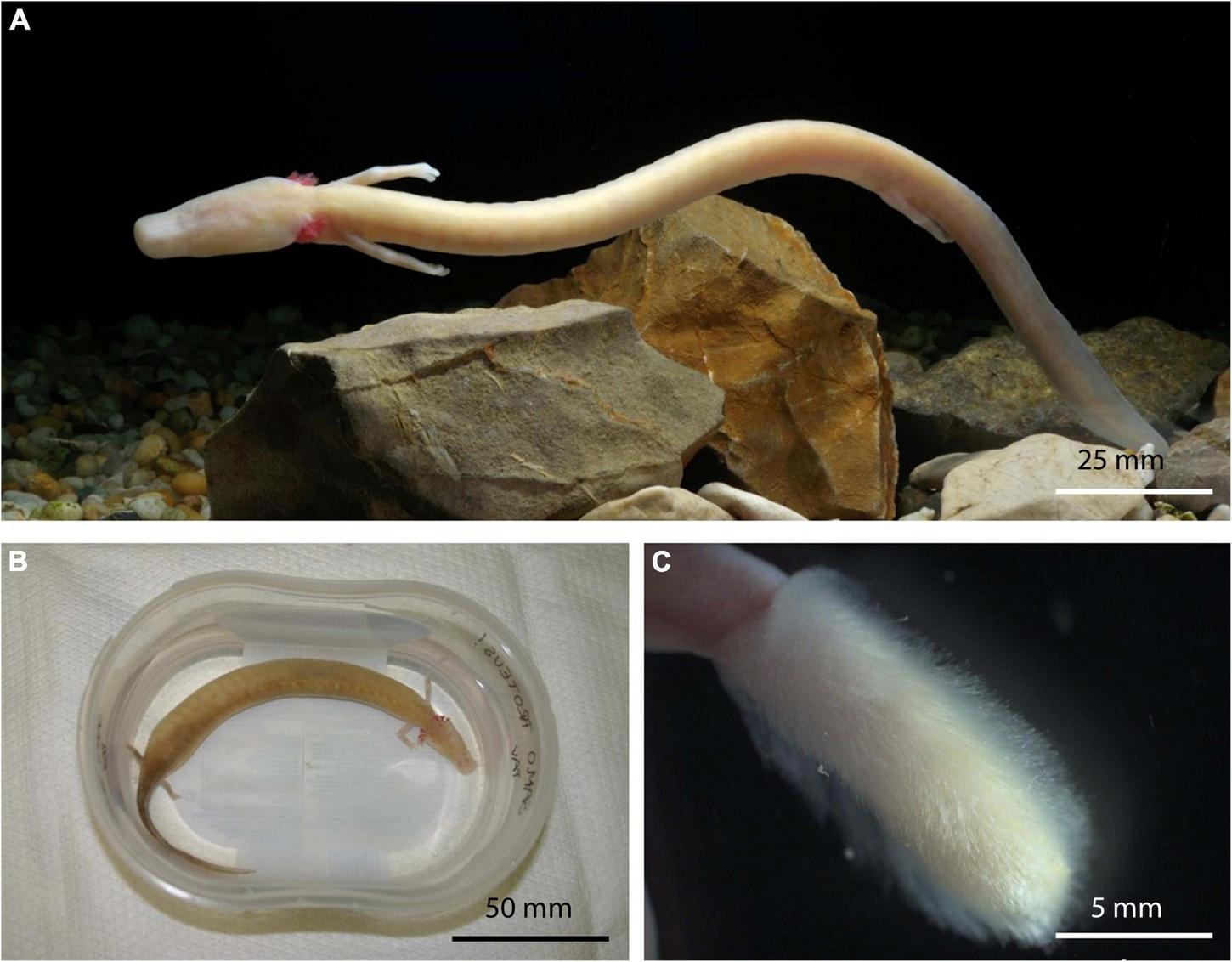 fmicb 13 926558 g004