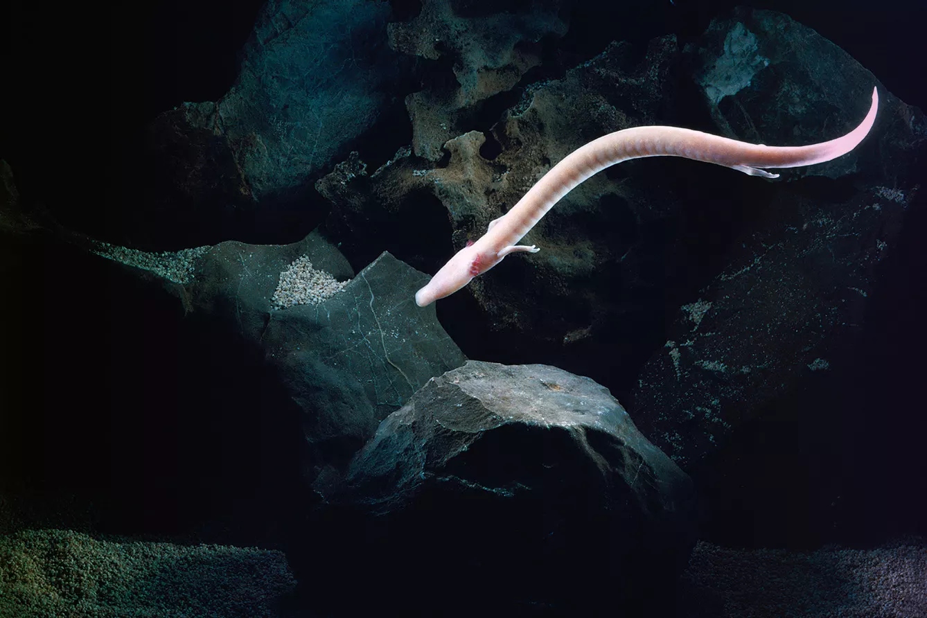 olm2