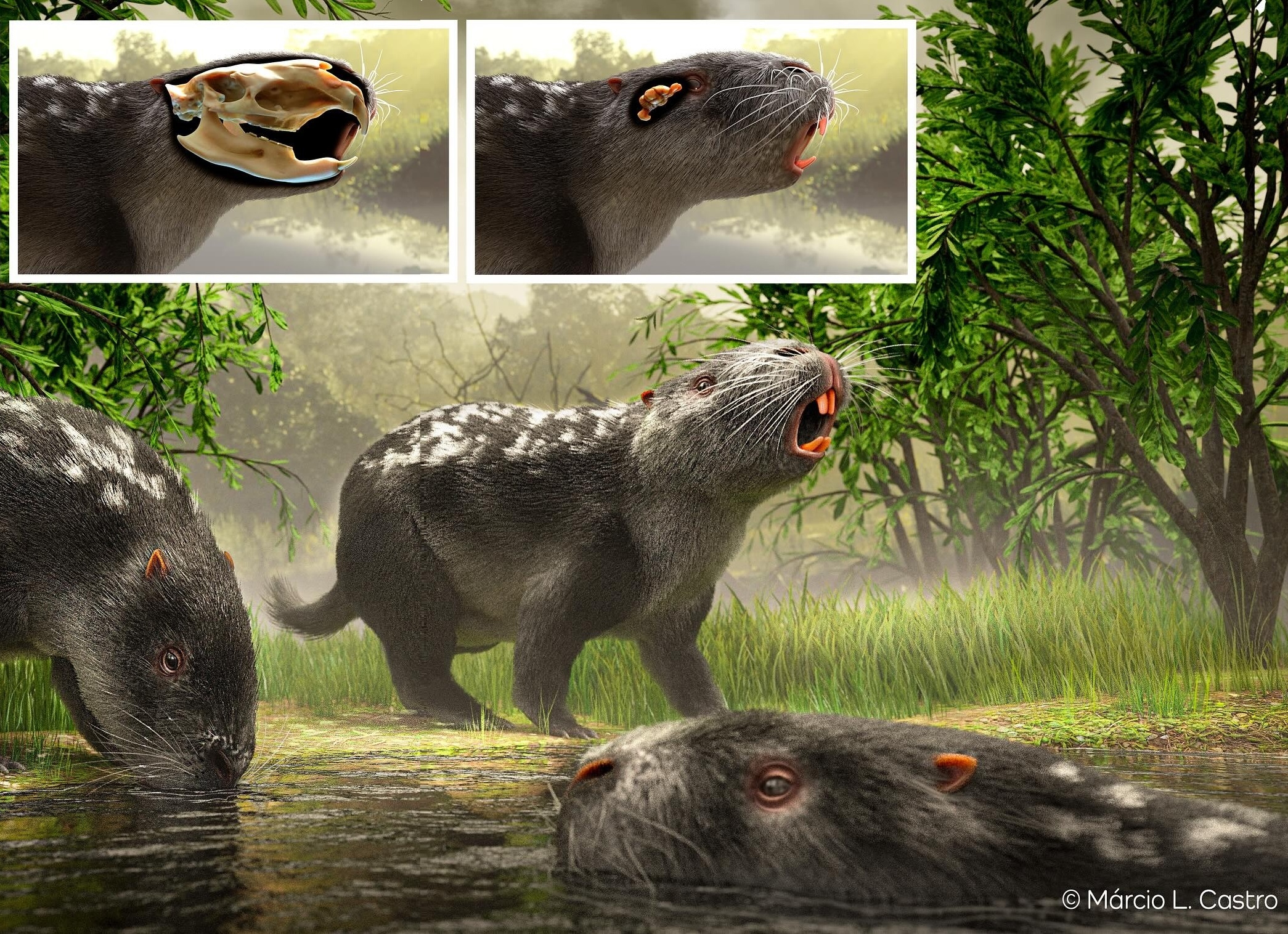 josephoartigasiamonesi 2024fe