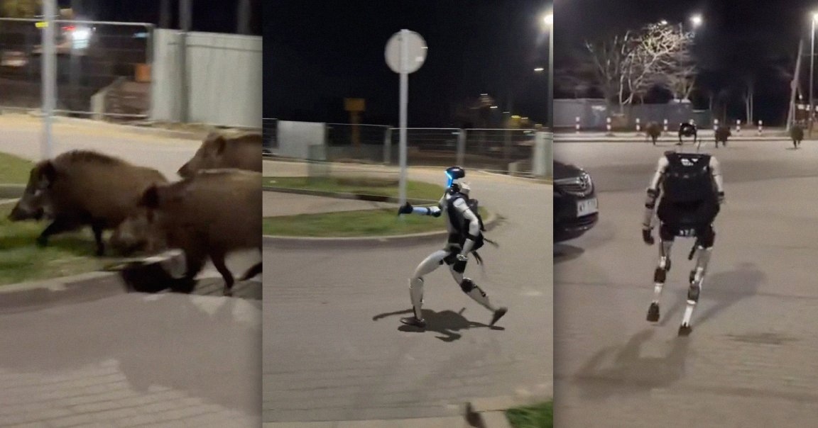 humanoid robot chasing wild boar