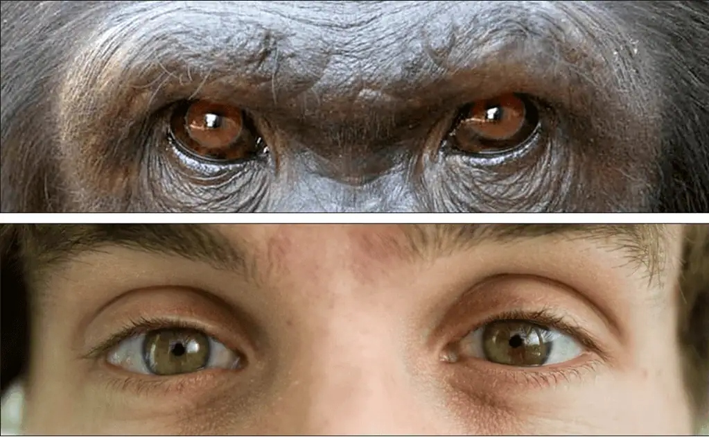 061108chimphumanhlg2p 1024x63