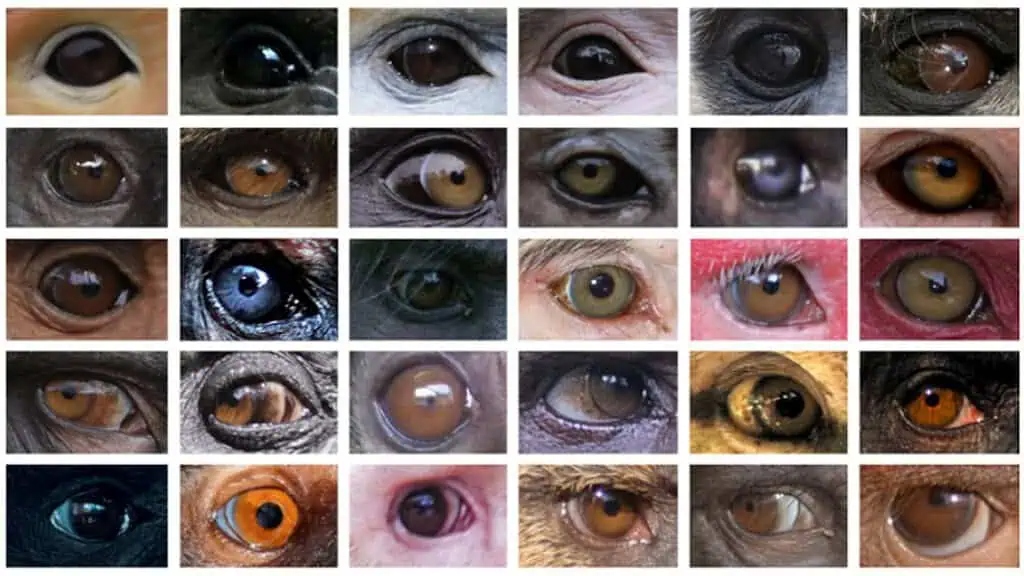 1920primateeyecolourvariation v