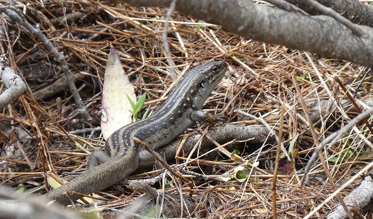 guthega skink adult in undergrow