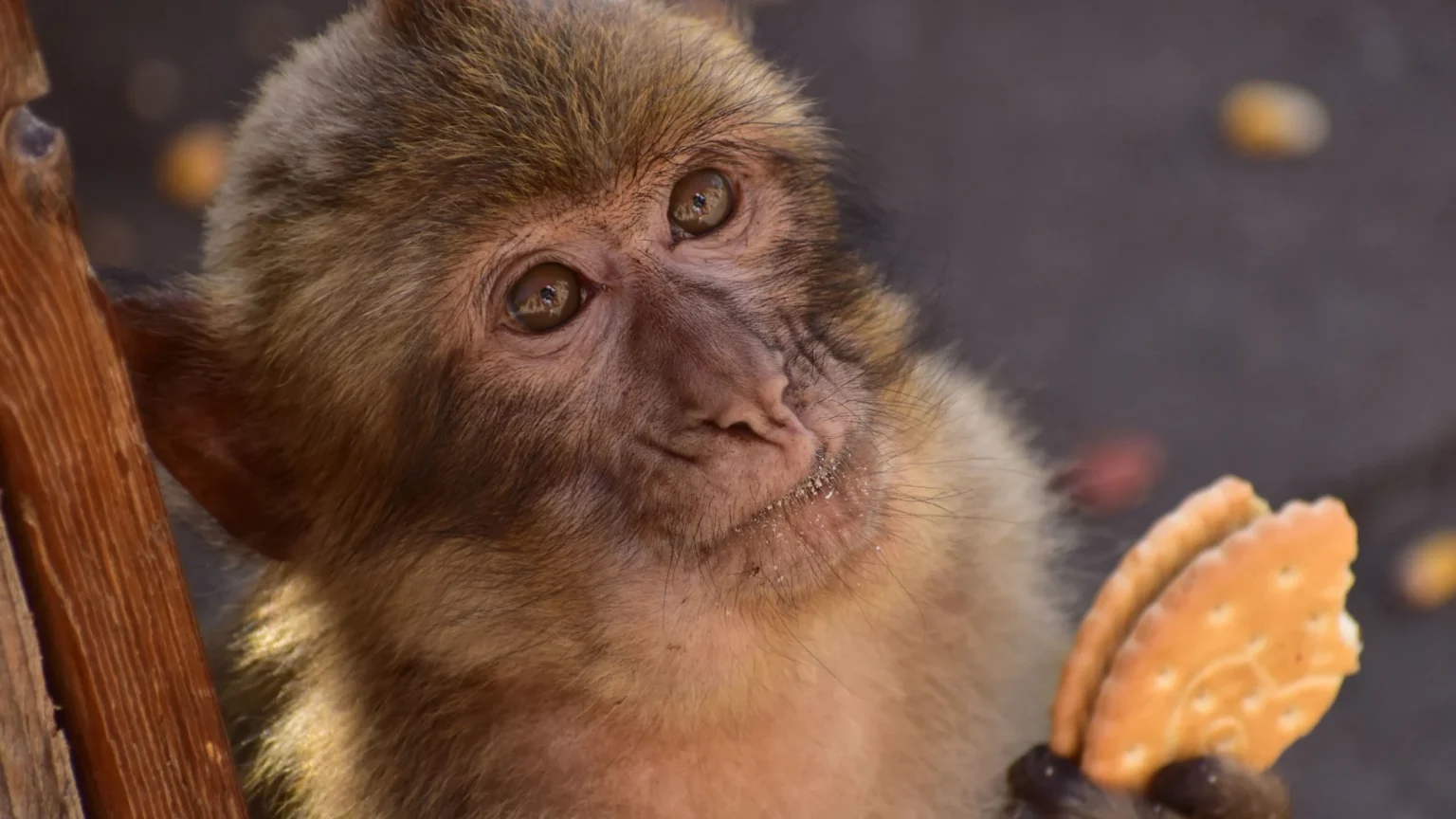 monkeybiscuit 2261x1272 1 1536x8