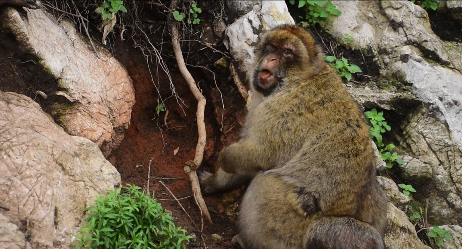 monkeysoil 1670x900 1 1536x828