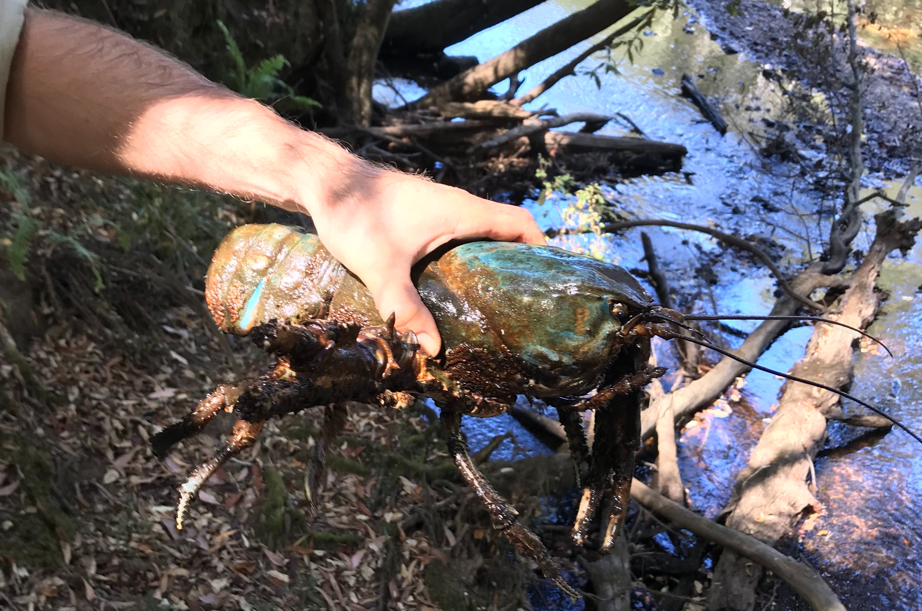 a giant lobster by any other na