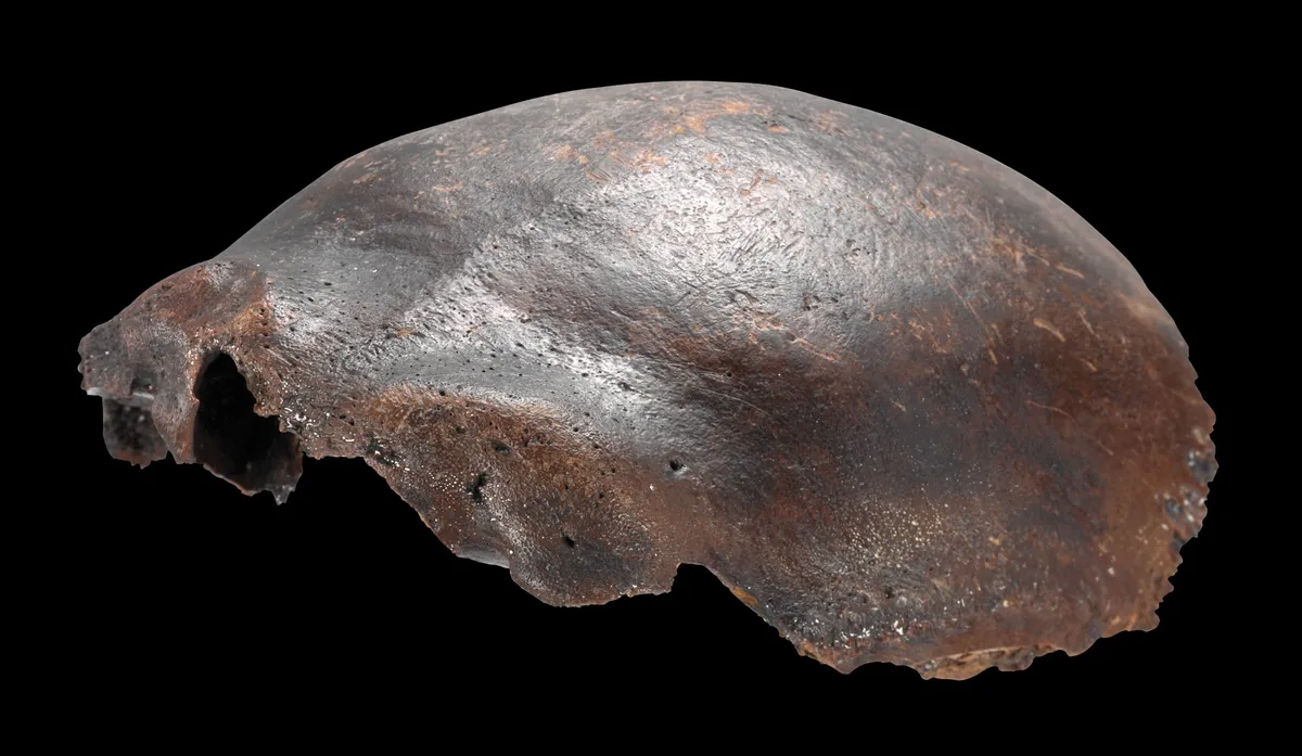 human skull bone from hahnofersa