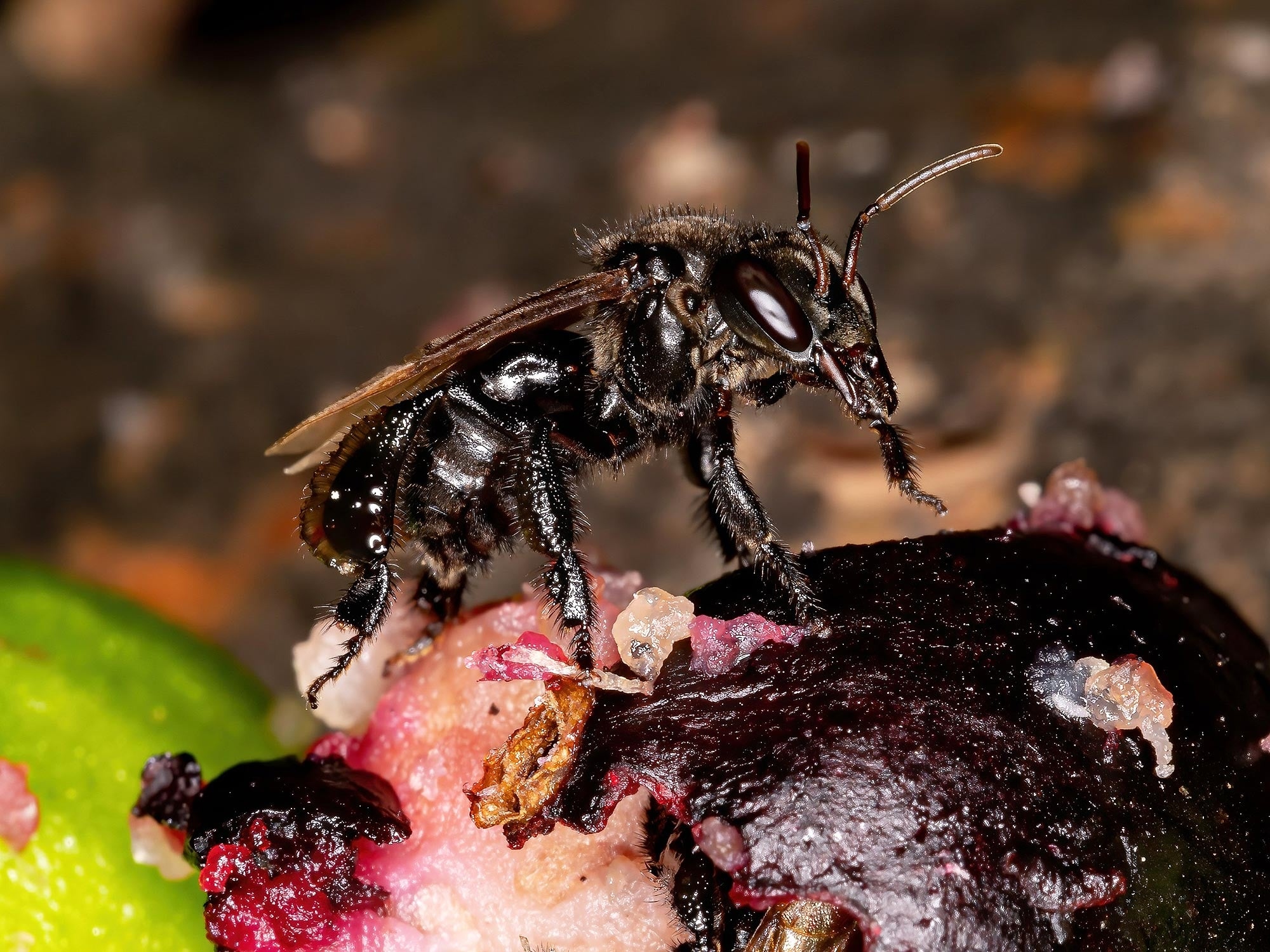 stingless bee