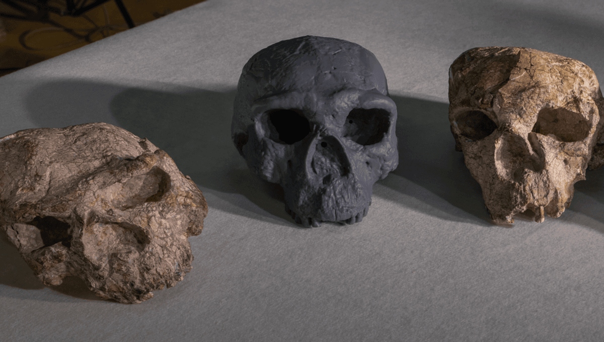 the yunxian crania meta