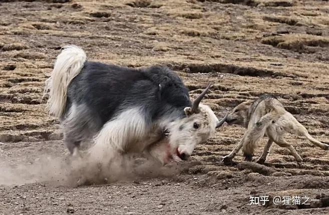 v2 dcdd41e74d452af7cc95cac16d3e5