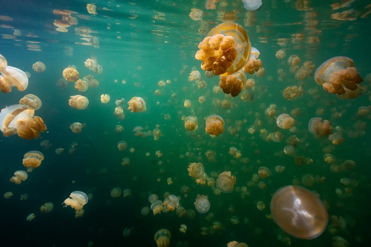 golden jellies l