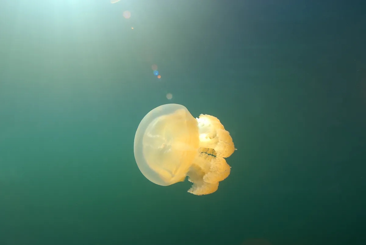 one golden jelly l