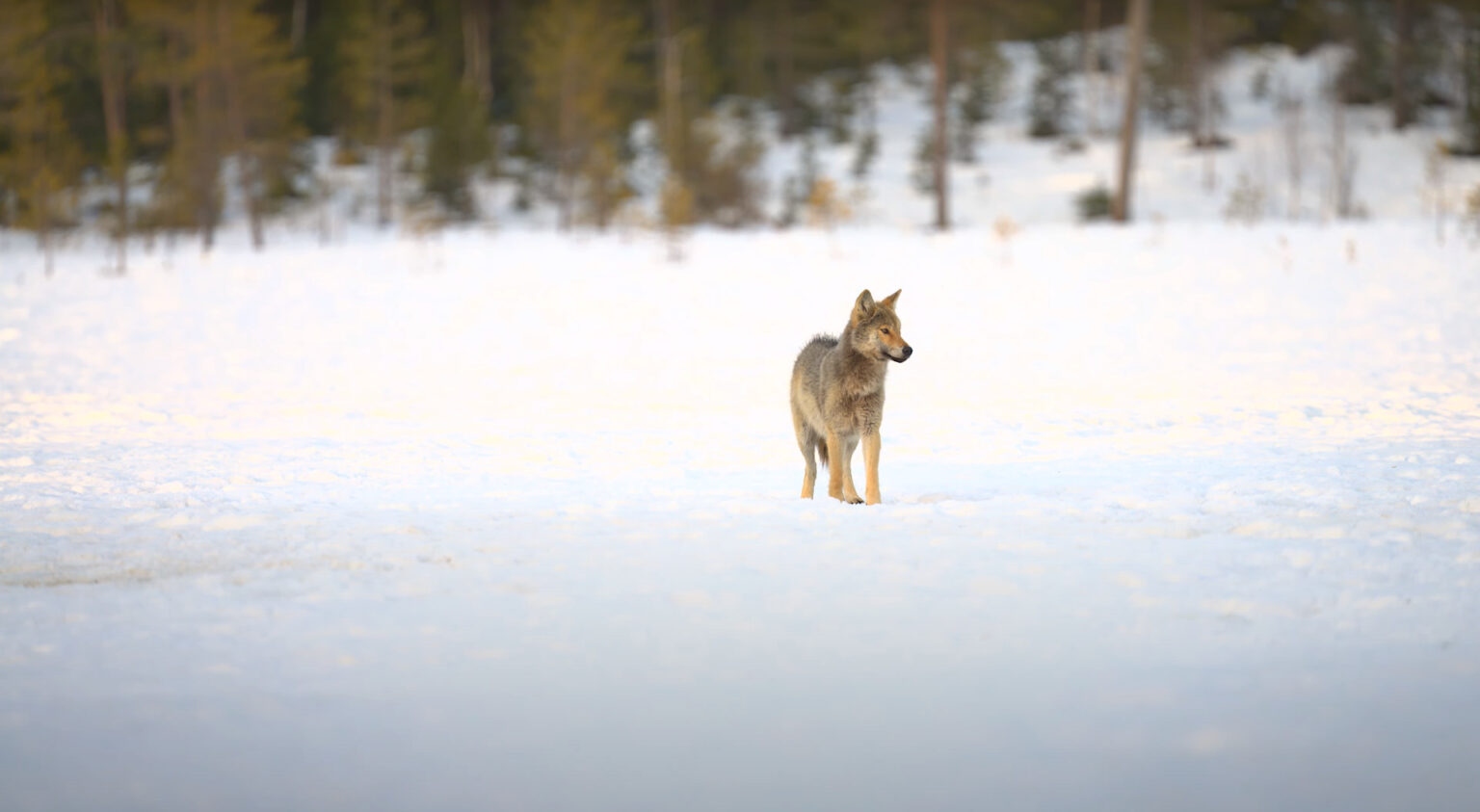 alonewolfwithravensandcrow