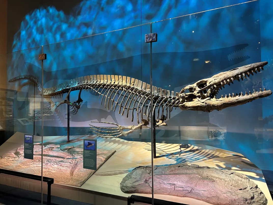 2tylosaurusrexholotypeskelet