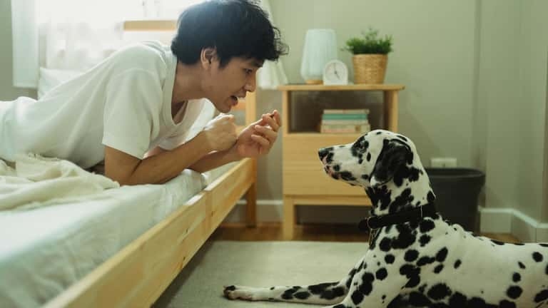 dog