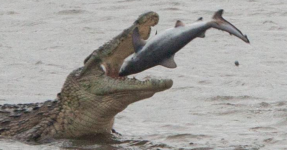 crocodile eats sharks south afri