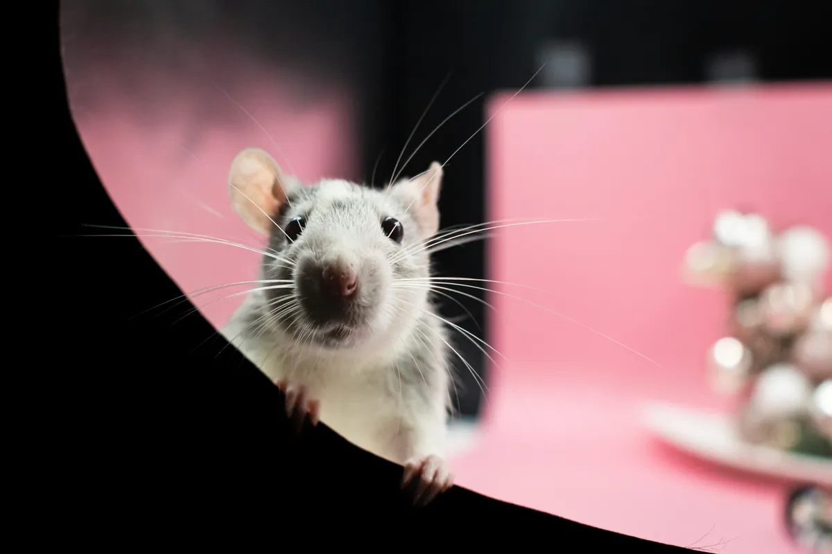 mice l